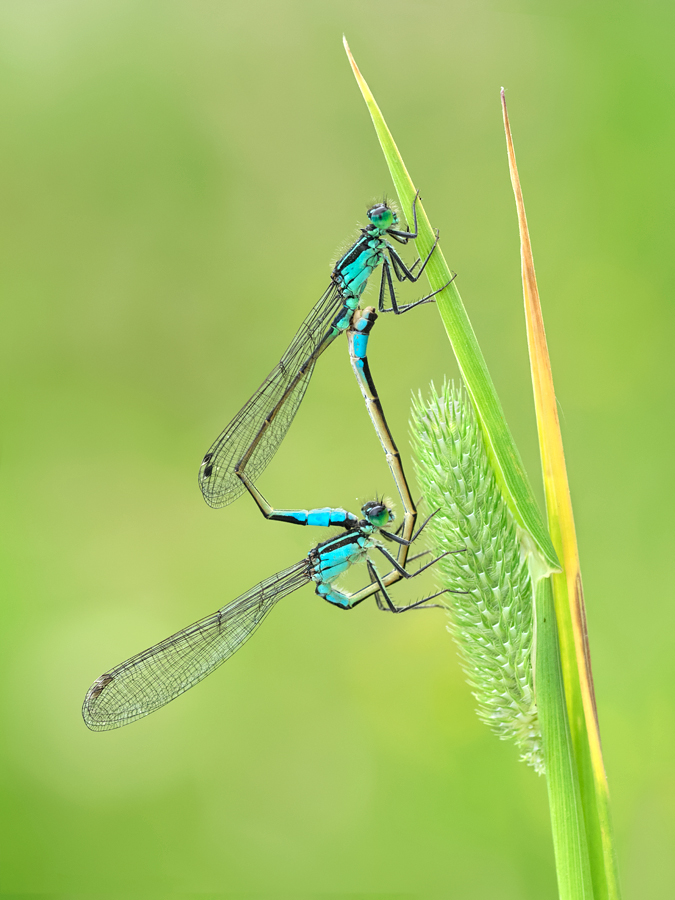 Blue-Tailed Damselflies mating 8